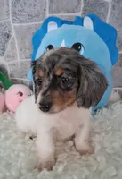 Bella  AKC, a female Miniature Dachshund for sale in Ashland, OH – Photo 1 of 8