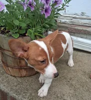 Fin, a male Jack Russell Terrier and Cardigan Welsh Corgi for sale in Ashland, OH – 2 of 6