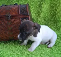 Zoe, a female Jack Russell Terrier and Miniature Dachshund for sale in Ashland, OH – 4 of 7
