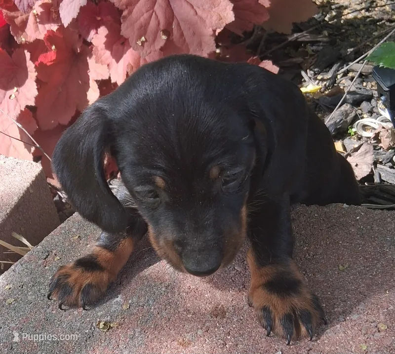 Rose – Miniature Dachshund puppy on hold in Ashland, OH