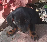 Rose, a female Miniature Dachshund for sale in Ashland, OH – 1 of 7