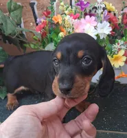 Yogi, a male Miniature Dachshund for sale in Ashland, OH – 3 of 7