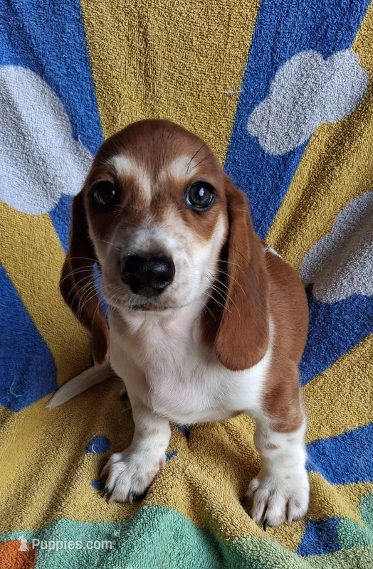 Cooper – Miniature Dachshund puppy for sale in Ashland, OH
