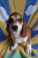 Cooper, a male Miniature Dachshund for sale in Ashland, OH – 1 of 7