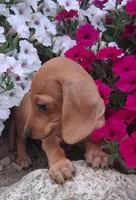  Dinky Slinky, a male Miniature Dachshund for sale in Ashland, OH – 3 of 7