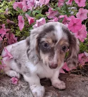 Alfredo Noodle, a male Miniature Dachshund for sale in Ashland, OH – 2 of 7