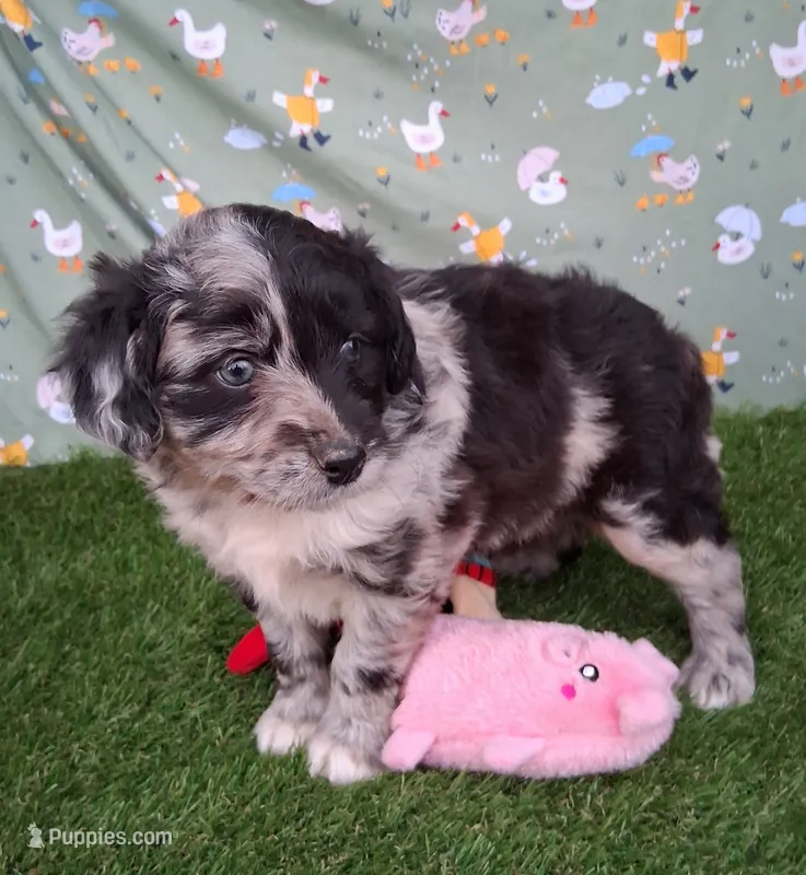 Bubbles – Poodle - Miniature , Miniature Australian Shepherd puppy for sale in Ashland, OH