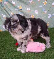 Bubbles, a female Poodle - Miniature  and Miniature Australian Shepherd for sale in Ashland, OH – 1 of 8