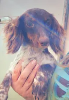 Bubbles, a female Miniature Dachshund for sale in Ashland, OH – 8 of 8