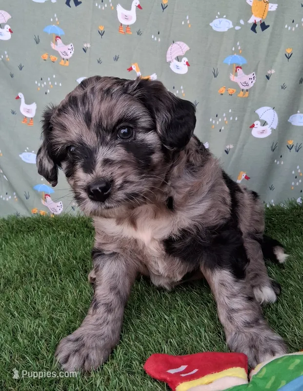 Dasher – Poodle - Miniature , Miniature Australian Shepherd puppy for sale in Ashland, OH