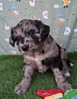 Dasher, a male Poodle - Miniature  and Miniature Australian Shepherd for sale in Ashland, OH – 2 of 8