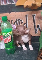 Yoshi, a male Chihuahua for sale in Ashland, OH – 2 of 7
