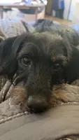 Adoption Jabba , a male Shih Tzu and Miniature Dachshund for sale in Ashland, OH – 2 of 3
