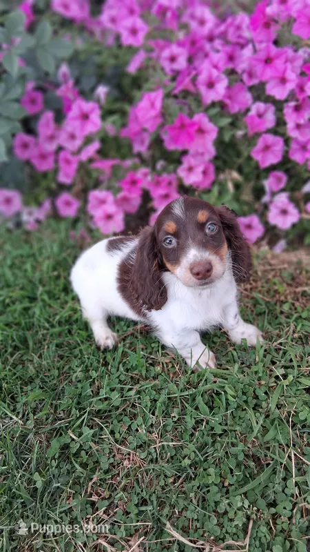 Candy – Miniature Dachshund puppy for sale in Ashland, OH