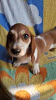 Cooper, a male Miniature Dachshund for sale in Ashland, OH – 3 of 7