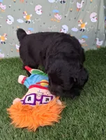 Bear, a male Poodle - Miniature  and Miniature Australian Shepherd for sale in Ashland, OH – 2 of 8