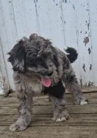 Dasher, a male Poodle - Miniature  and Miniature Australian Shepherd for sale in Ashland, OH – 2 of 10