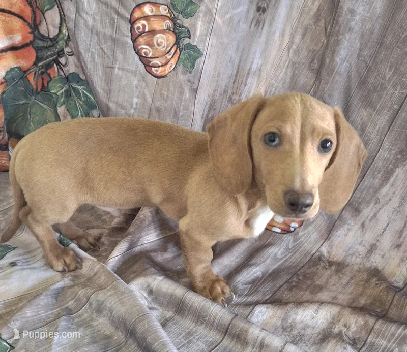 Mango – Miniature Dachshund puppy for sale in Ashland, OH