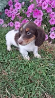 Candy, a male Miniature Dachshund for sale in Ashland, OH – 2 of 8