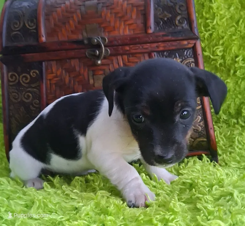 Darla – Jack Russell Terrier, Miniature Dachshund puppy for sale in Ashland, OH