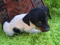 Spanky, a female Jack Russell Terrier and Miniature Dachshund for sale in Ashland, OH – 4 of 9