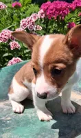 Pickles, a male Jack Russell Terrier and Miniature Dachshund for sale in Ashland, OH – 4 of 8