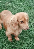 Chester, a male Miniature Dachshund for sale in Ashland, OH – 5 of 6