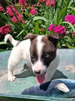 Noodles, a male Jack Russell Terrier and Miniature Dachshund for sale in Ashland, OH – 2 of 7