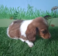 Milo, a male Miniature Dachshund for sale in Ashland, OH – 6 of 9