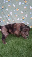 Mocha , a female Poodle - Miniature  and Miniature Australian Shepherd for sale in Ashland, OH – 5 of 8