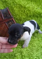 Darla, a female Jack Russell Terrier and Miniature Dachshund for sale in Ashland, OH – 2 of 9