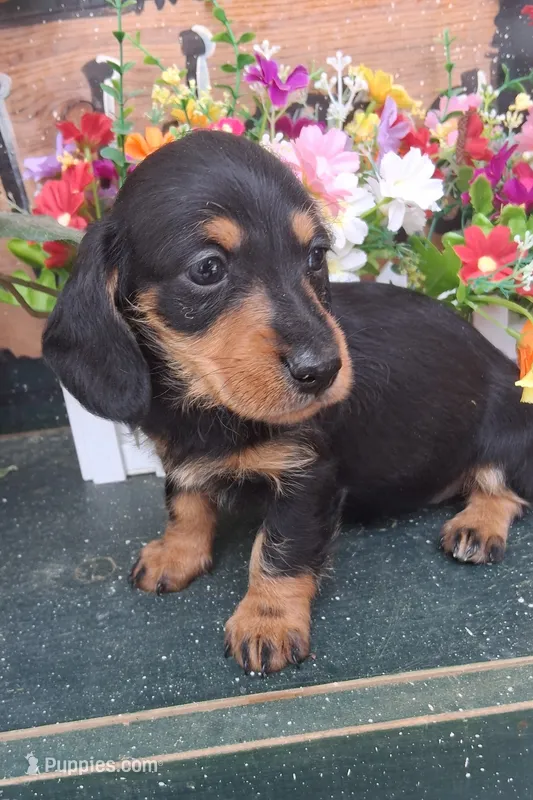 Sofia  – Miniature Dachshund puppy for sale in Ashland, OH