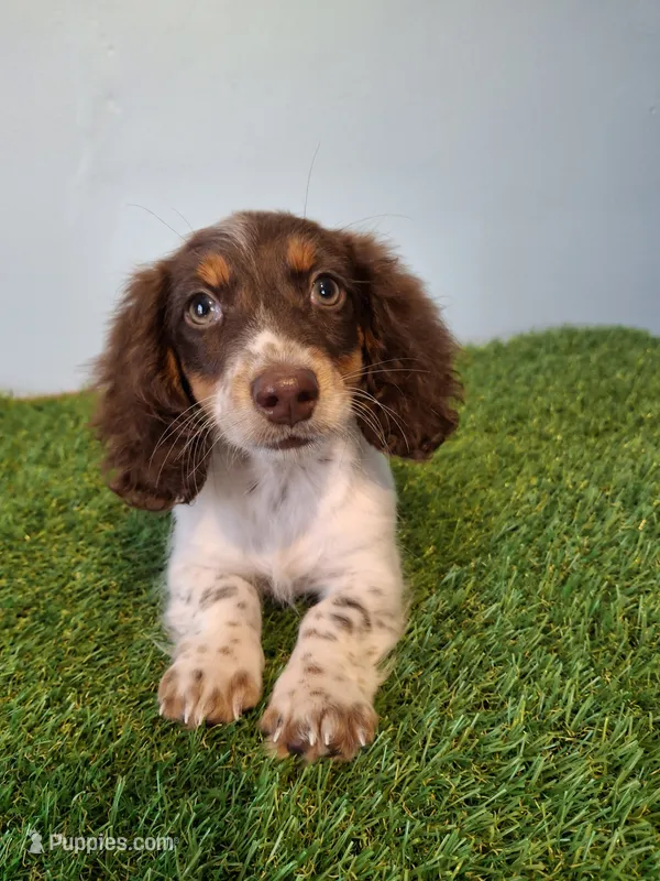 Candy – Miniature Dachshund puppy for sale in Ashland, OH