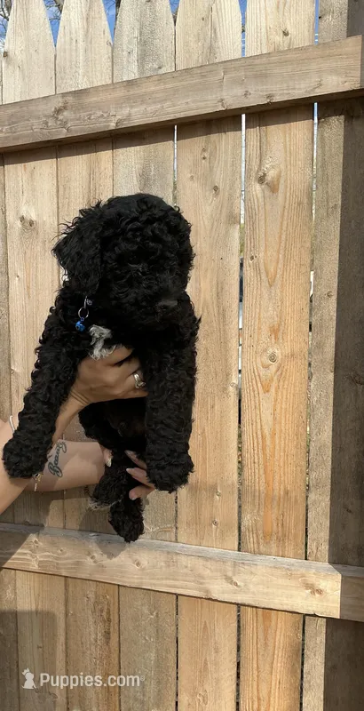 Chase – Goldendoodle puppy for sale in Vineland, NJ