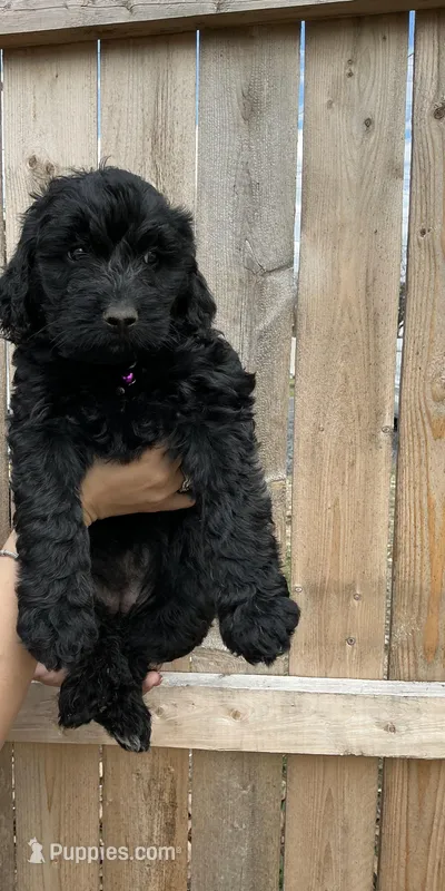 Skye  – Goldendoodle puppy for sale in Vineland, NJ