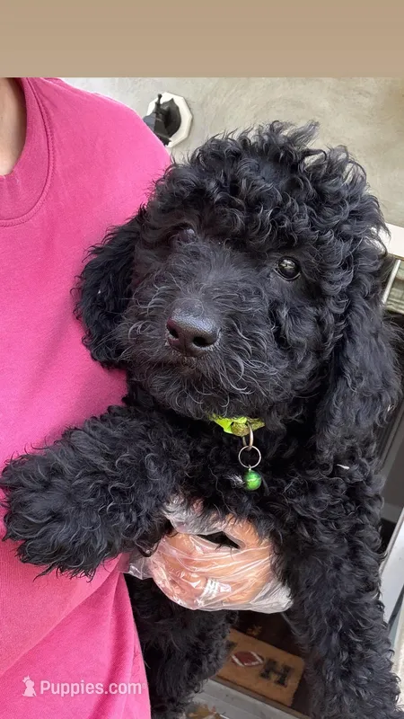 Rocky  – Goldendoodle puppy for sale in Vineland, NJ
