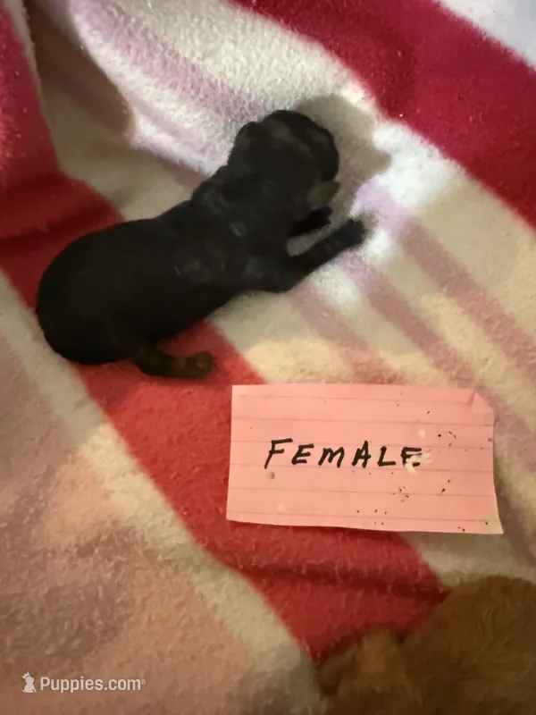 Midnight  – Aussiedoodle puppy for sale in Searcy, AR