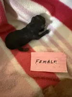 Midnight , a female Aussiedoodle for sale in Searcy, AR – 1 of 2