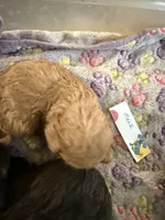 Milkyway, a male Aussiedoodle for sale in Searcy, AR – 4 of 5
