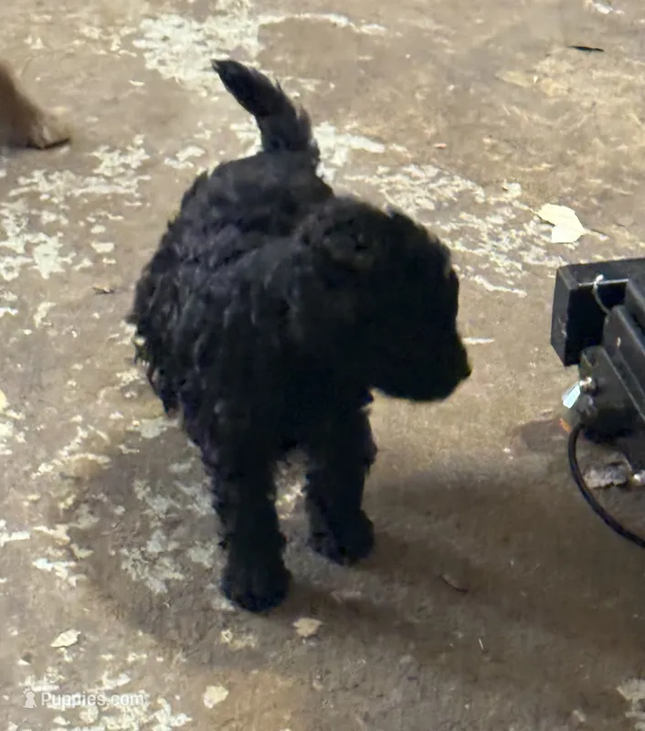 Midnight  – Aussiedoodle puppy for sale in Searcy, AR