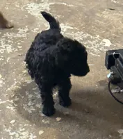 Midnight , a female Aussiedoodle for sale in Searcy, AR – 1 of 8