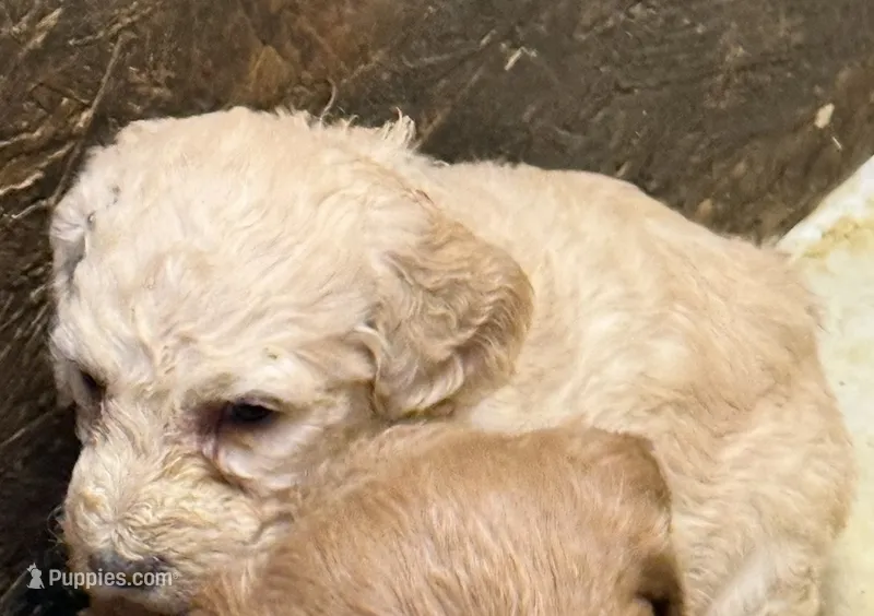 Lilly – Labradoodle puppy for sale in Searcy, AR
