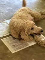 Labradoodle F1b, a  Labradoodle for sale in Searcy, AR – 1 of 2