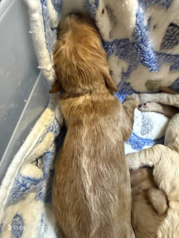 April – Labradoodle puppy for sale in Searcy, AR