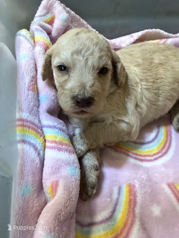 Lilly – Labradoodle puppy for sale in Searcy, AR