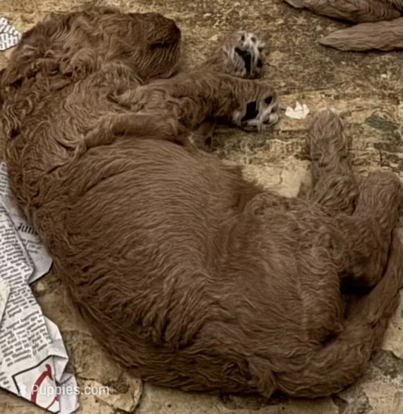 Red – Labradoodle, Poodle - Standard  puppy for sale in Searcy, AR