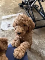 Rose, a female Labradoodle and Poodle - Standard  for sale in Searcy, AR – 2 of 7