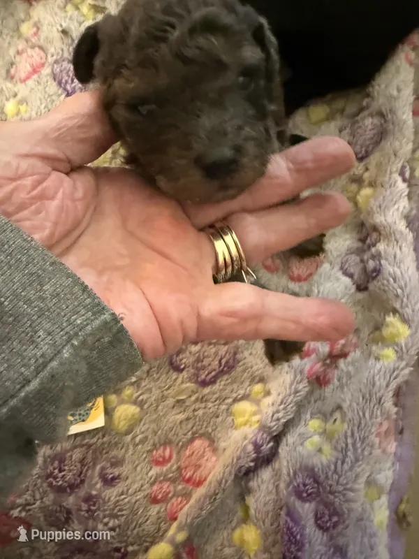 Cocoa  – Aussiedoodle puppy for sale in Searcy, AR