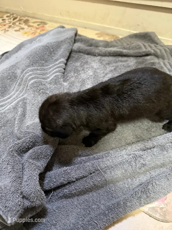 Black – Jack Russell Terrier puppy for sale in Searcy, AR