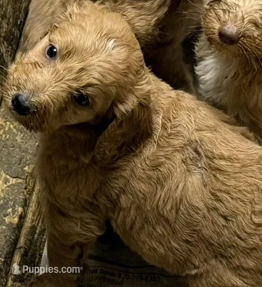 Rosebud  – Labradoodle puppy for sale in Searcy, AR